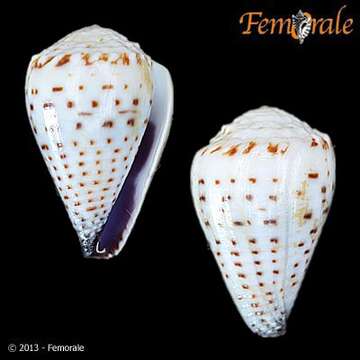 Image of cone snails