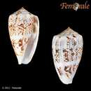 Conus anemone novaehollandiae A. Adams 1854的圖片