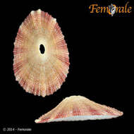 Image of Fissurelloidea J. Fleming 1822