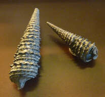 Image of <i>Cerithium bicalcaratum</i> Brongniart 1823