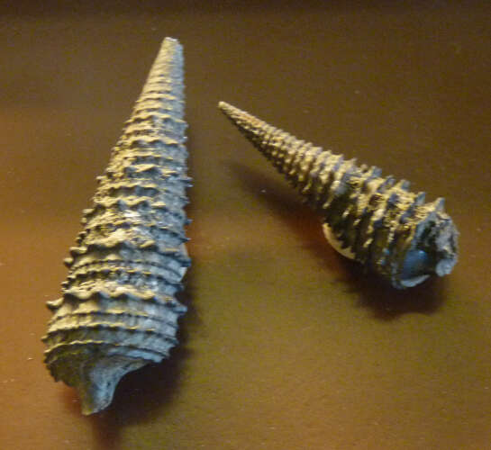 Image of <i>Cerithium bicalcaratum</i> Brongniart 1823