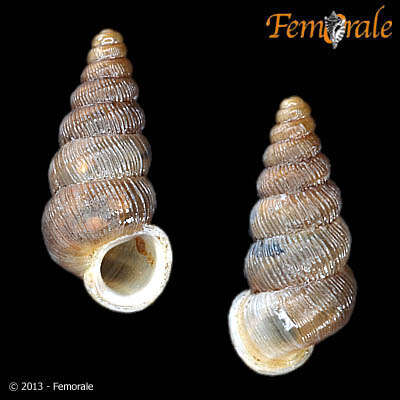 Слика од Cochlostoma gracile (L. Pfeiffer 1849)