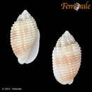 Image of Strigatella pudica (Pease 1860)