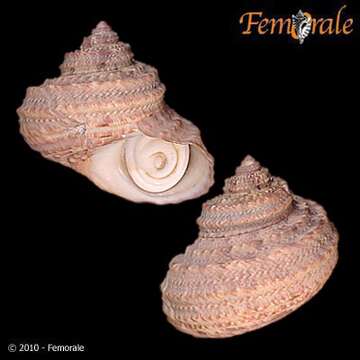 Image of turban snail