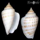 Image of Persian Conch