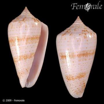 Image of cone snails