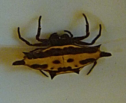 Image of Gasteracantha panisicca Butler 1873