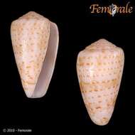 صورة Conus Linnaeus 1758