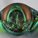 Image of Chrysobothris sexpunctata (Fabricius 1801)