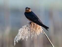 Image of Hirundo Linnaeus 1758