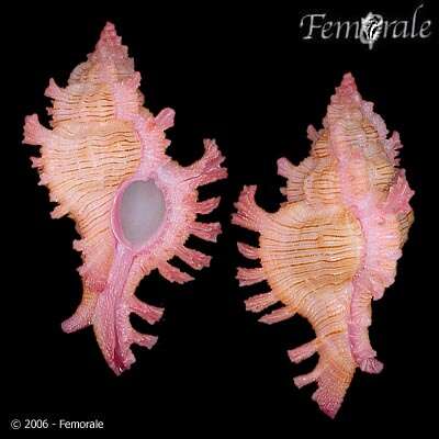 Image de Chicoreus Montfort 1810