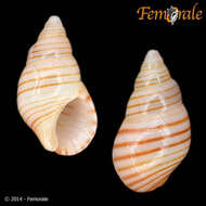 Image of Angiola