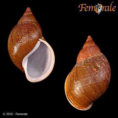 Imagem de Orthalicidae