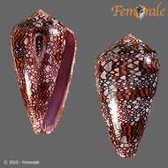 صورة Conus dalli Stearns 1873