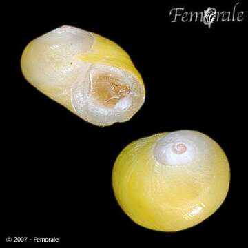 Image of Periwinkle snails