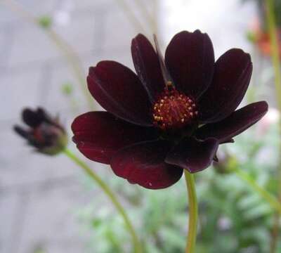 Image of Chocolate Cosmos