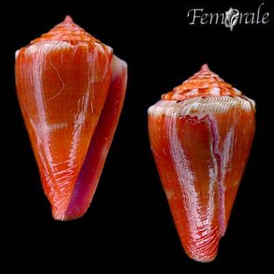 Image of Conus rosalindensis Petuch 1998