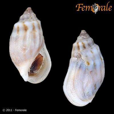 صورة unclassified Gastropoda