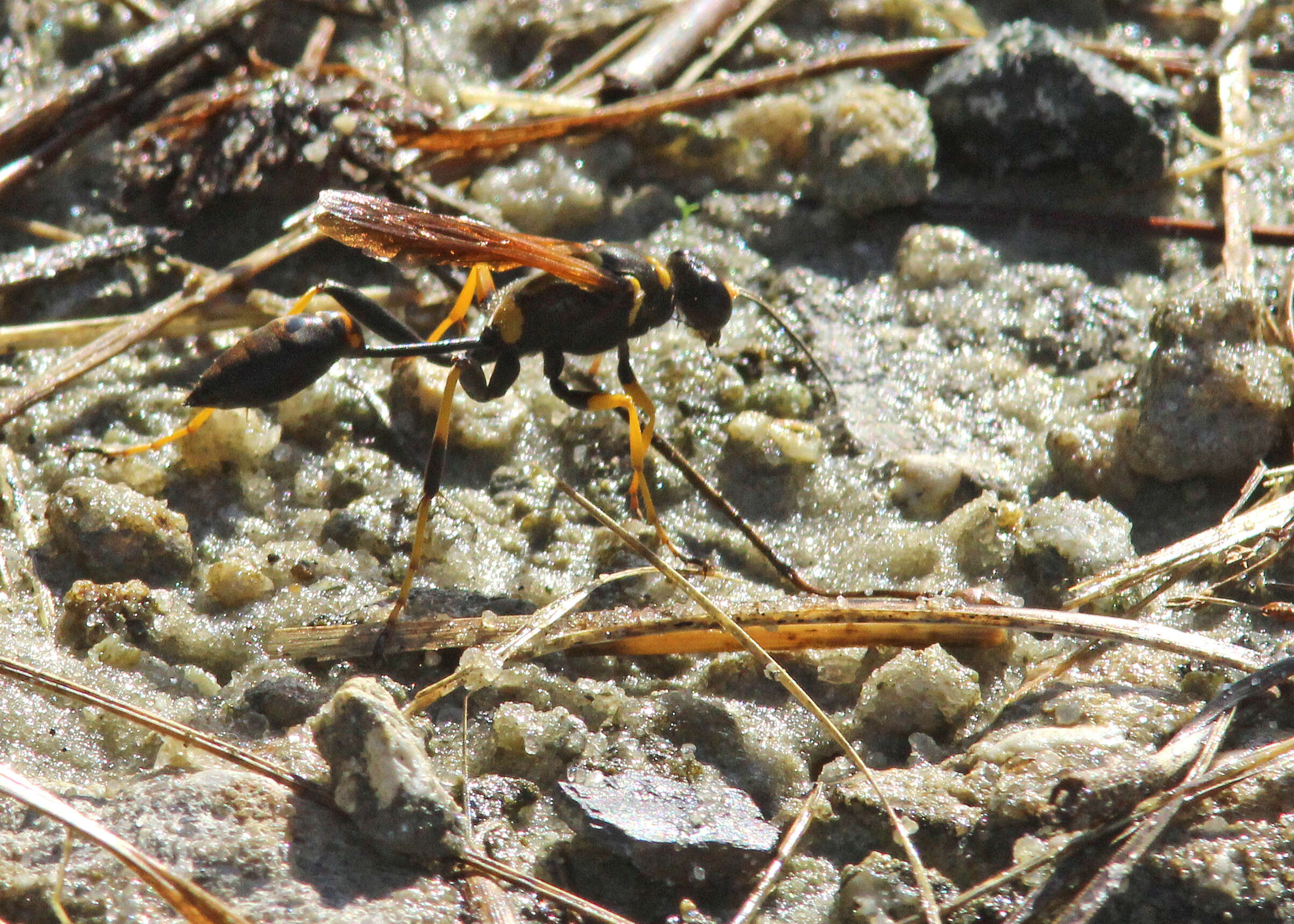 صورة Sceliphron caementarium (Drury 1773)