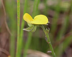 Image of Rabbitbells