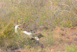 Image of Waved Albatross