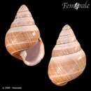 Image of Weasel Achatinella (snail)