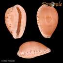 Imagem de Notocypraea comptonii (Gray 1847)