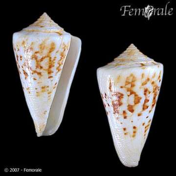 Image of Conus Linnaeus 1758