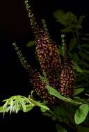 Amorpha fruticosa L. resmi