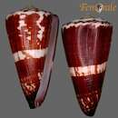 صورة Conus maldivus Hwass ex Bruguière 1792