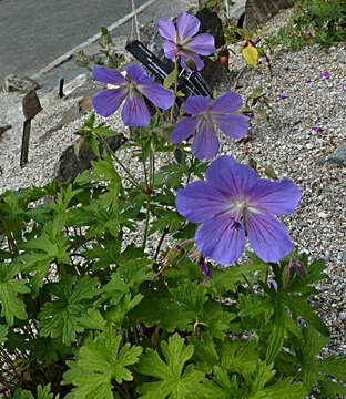 Imagem de Geranium pratense L.