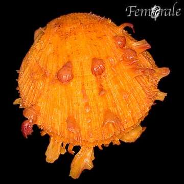 海菊蛤科的图像