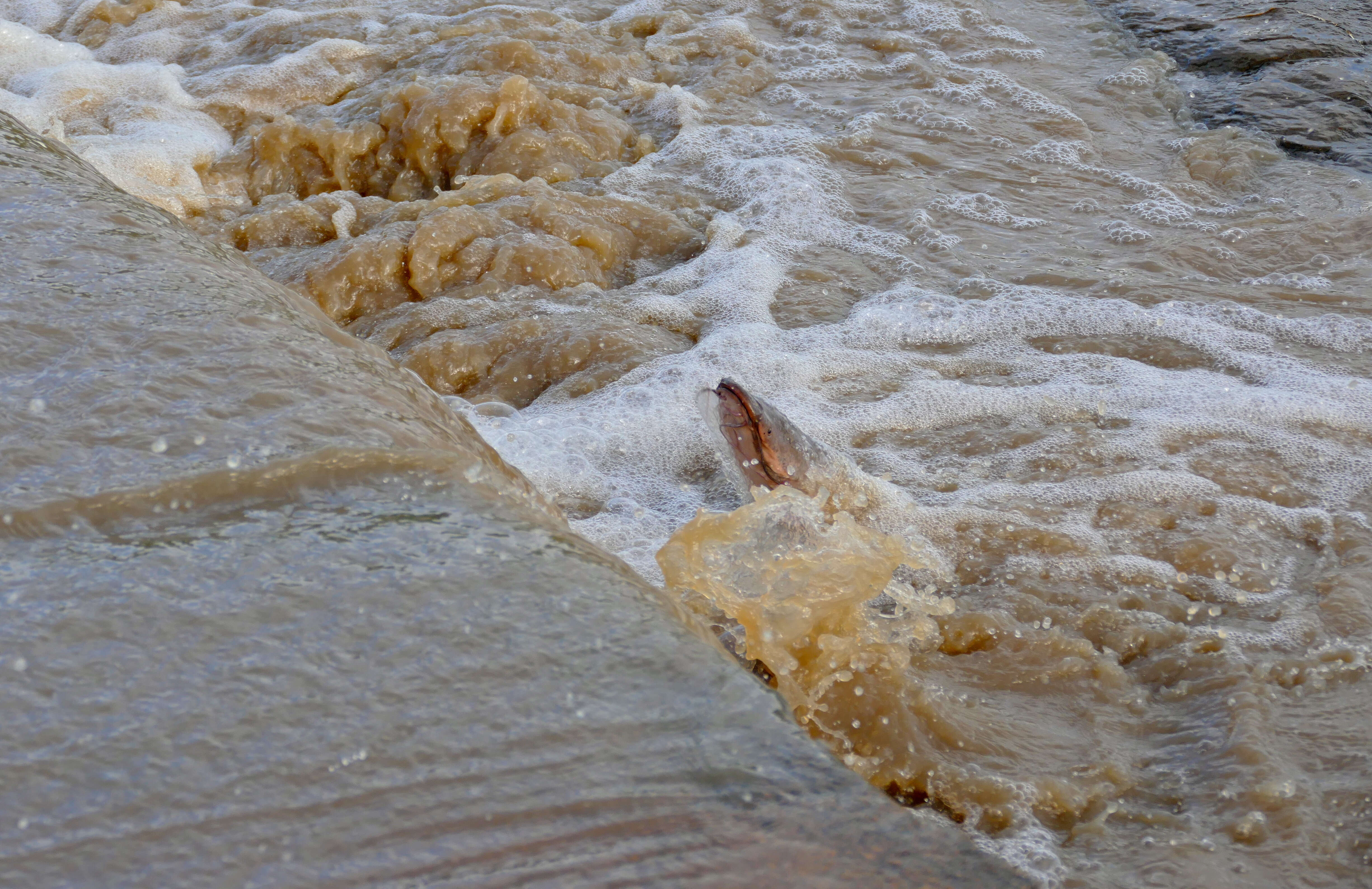 Image of African Catfish