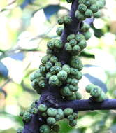 Image of Ficus hispida L. fil.