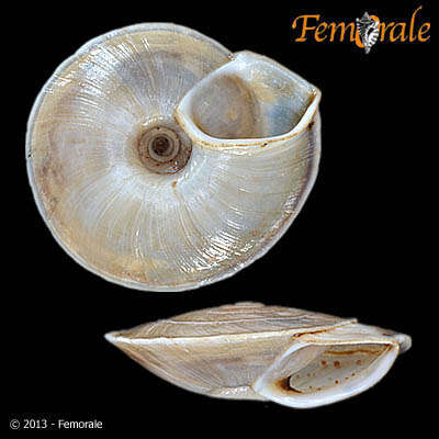 Image of Canariellidae