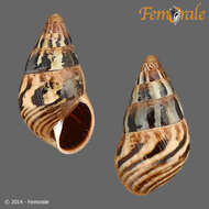Image of Cerastidae
