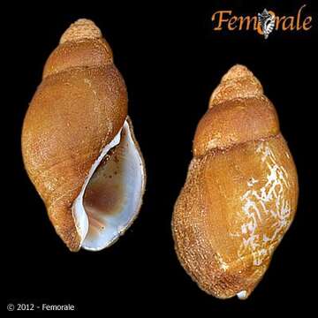 صورة Pseudolividae de Gregorio 1880