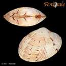 Sivun Polititapes rhomboides (Pennant 1777) kuva