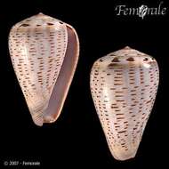 Image de Conus glaucus Linnaeus 1758