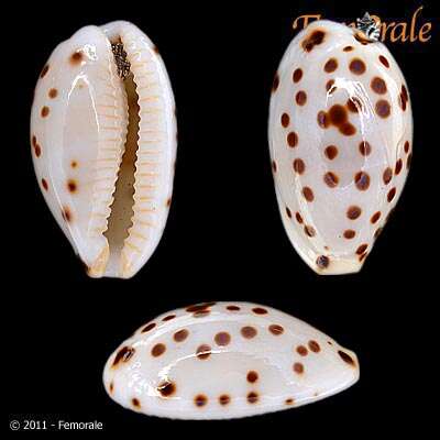 صورة <i>Cypraea punctata berini</i> Dautzenberg 1906