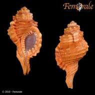Image of triton shells