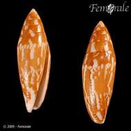 Image of cone snails