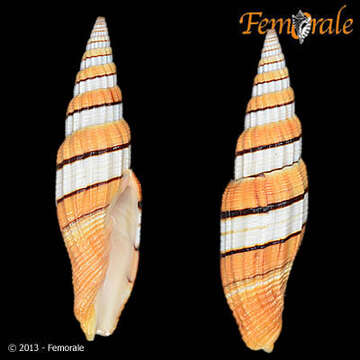 Sivun Vexillum filiareginae (J. Cate 1961) kuva