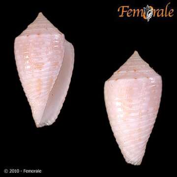 Image of Conasprella Thiele 1929