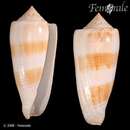 صورة Conus consors poehlianus Sowerby 1883