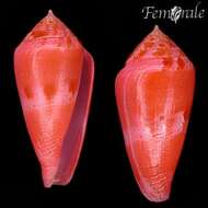 Image of Conus corallinus Kiener 1847