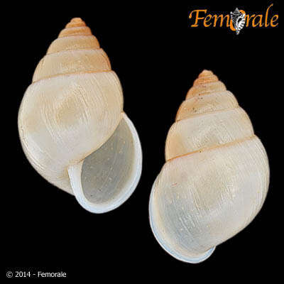 Image of Simpulopsidae