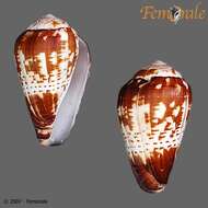 Image of cone snails