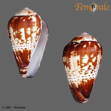 Image of cone snails