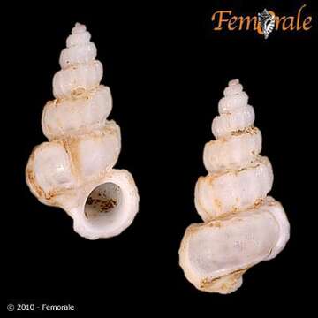 unclassified Gastropoda resmi